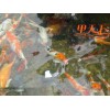 潍坊市花园观赏鱼池水专业净化公司