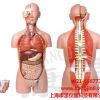 生物人体医学解剖模型解剖模型制作人体解剖模型批发康津供