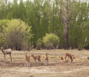我国麋鹿放归取得阶段性成果 第一代大青山野放麋鹿种群成功繁衍