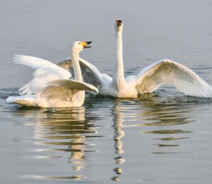 已超5000只！黄河湿地变身西伯利亚越冬大天鹅栖息地