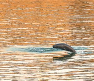 长江禁渔五年，发生了哪些变化？